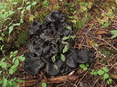 Polyozellus purpureoniger