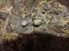 Muricidae