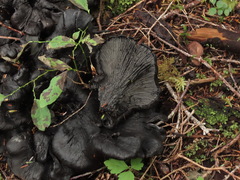 Polyozellus purpureoniger