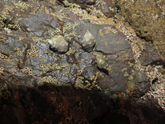 Muricidae