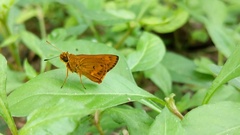 Oriens goloides