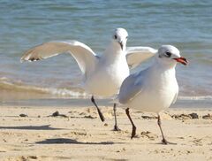 Ichthyaetus melanocephalus