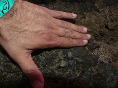 Muricidae