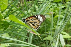 Danaus genutia