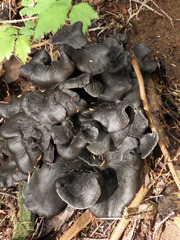 Polyozellus purpureoniger