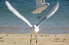 Ichthyaetus melanocephalus