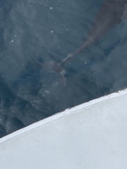 Lissodelphis borealis