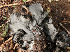 Polyozellus purpureoniger