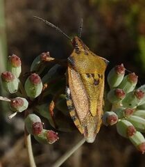 Carpocoris mediterraneus atlanticus