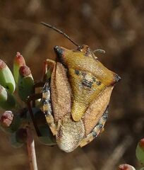 Carpocoris mediterraneus atlanticus