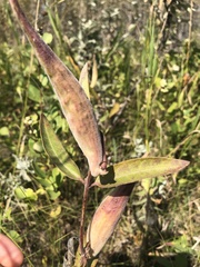 Asclepias ovalifolia