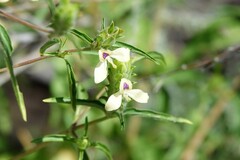 Tetrameriinae