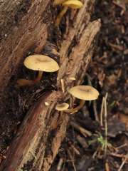 Chrysomphalina chrysophylla