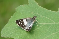 Heliopetes domicella