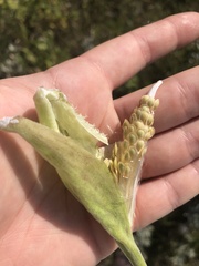 Asclepias ovalifolia