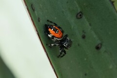 Phidippus carneus
