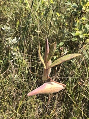 Asclepias ovalifolia
