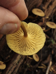 Chrysomphalina chrysophylla