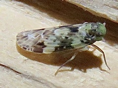 Plectoderini