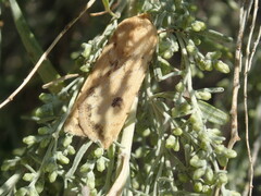 Pyrrharctia isabella