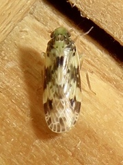 Plectoderini