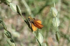 Copaeodes aurantiaca