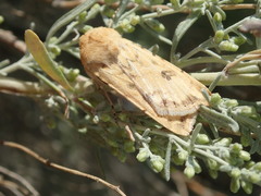 Pyrrharctia isabella