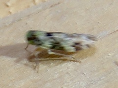 Plectoderini