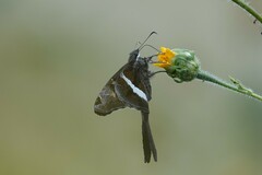 Chioides albofasciatus