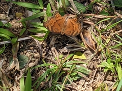 Junonia hedonia