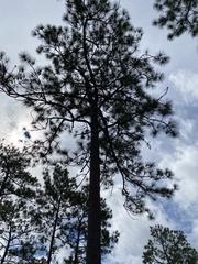Pinus palustris