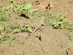 Callisaurus draconoides