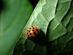Henosepilachna vigintioctopunctata