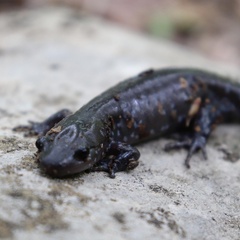 Ambystoma jeffersonianum