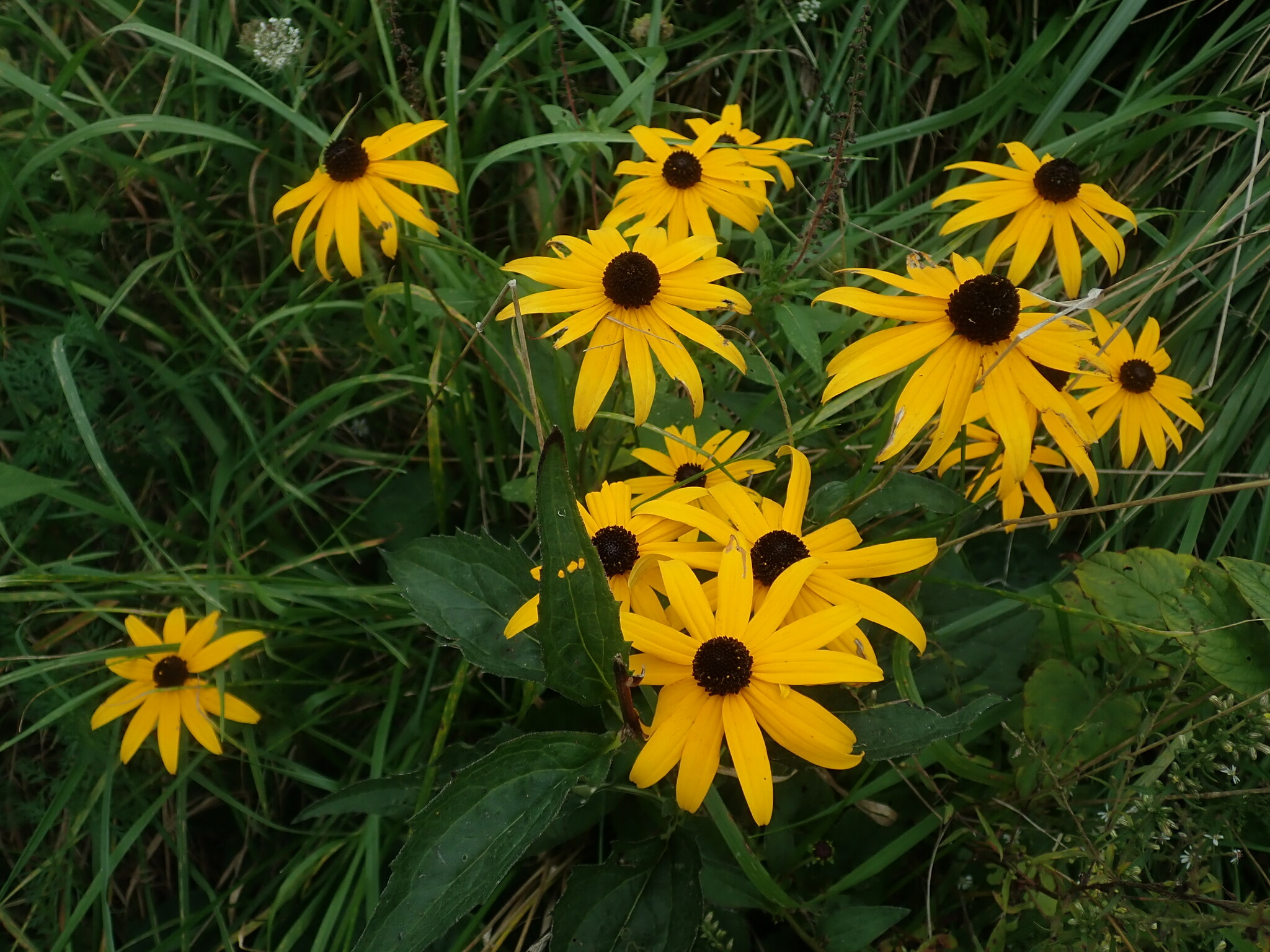 Rudbeckia fulgida var. sullivantii