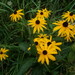 Rudbeckia fulgida sullivantii - Photo (c) Paul Abell, algunos derechos reservados (CC BY-NC), subido por Paul Abell