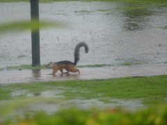 Sciurus variegatoides