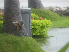 Sciurus variegatoides