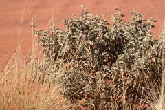 Solanum orbiculatum macrophyllum
