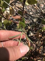 Penstemon comarrhenus