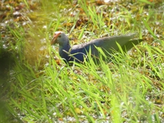 Porphyrio poliocephalus