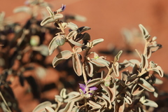 Solanum orbiculatum macrophyllum