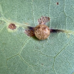 Philonix fulvicollis