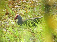 Porphyrio poliocephalus