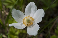 Anemonoides sylvestris