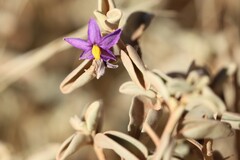 Solanum orbiculatum macrophyllum
