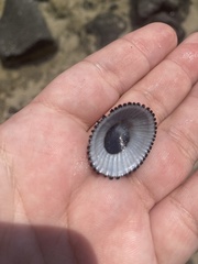 Cellana exarata