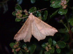 Tetracis jubararia