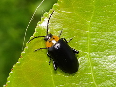 Disonycha triangularis