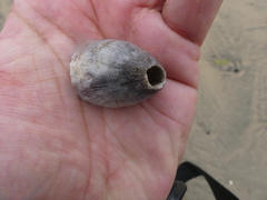 Amphibalanus amphitrite